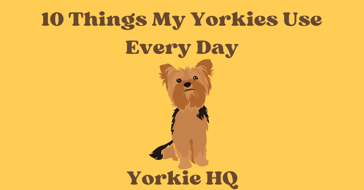 10 Things My Yorkies Use Every Day