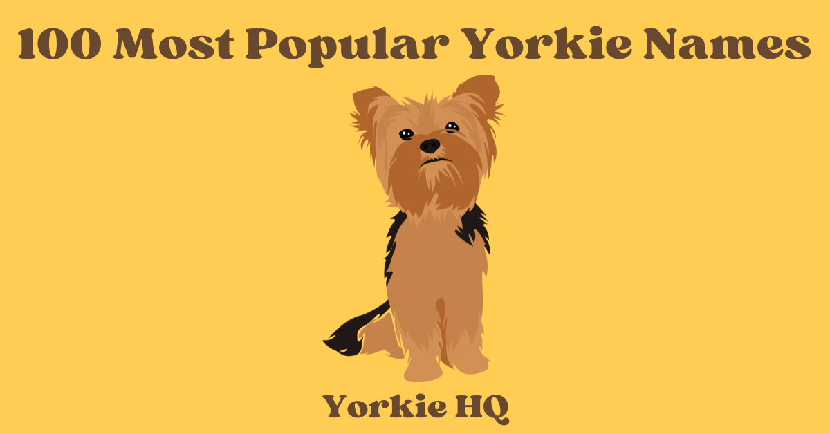 100 most popular yorkie names