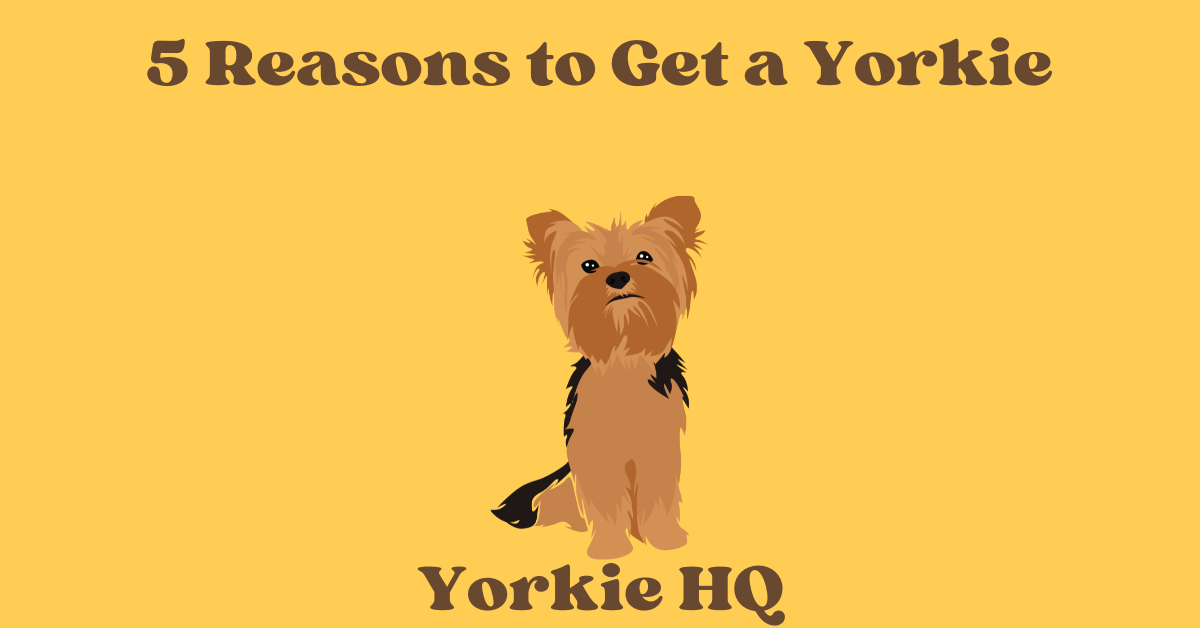 5 Reasons to Get a Yorkie