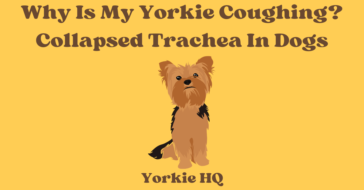 Why Is My Yorkie Coughing