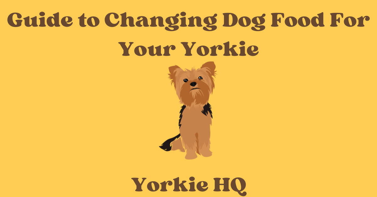 changing dog food for your yorkie