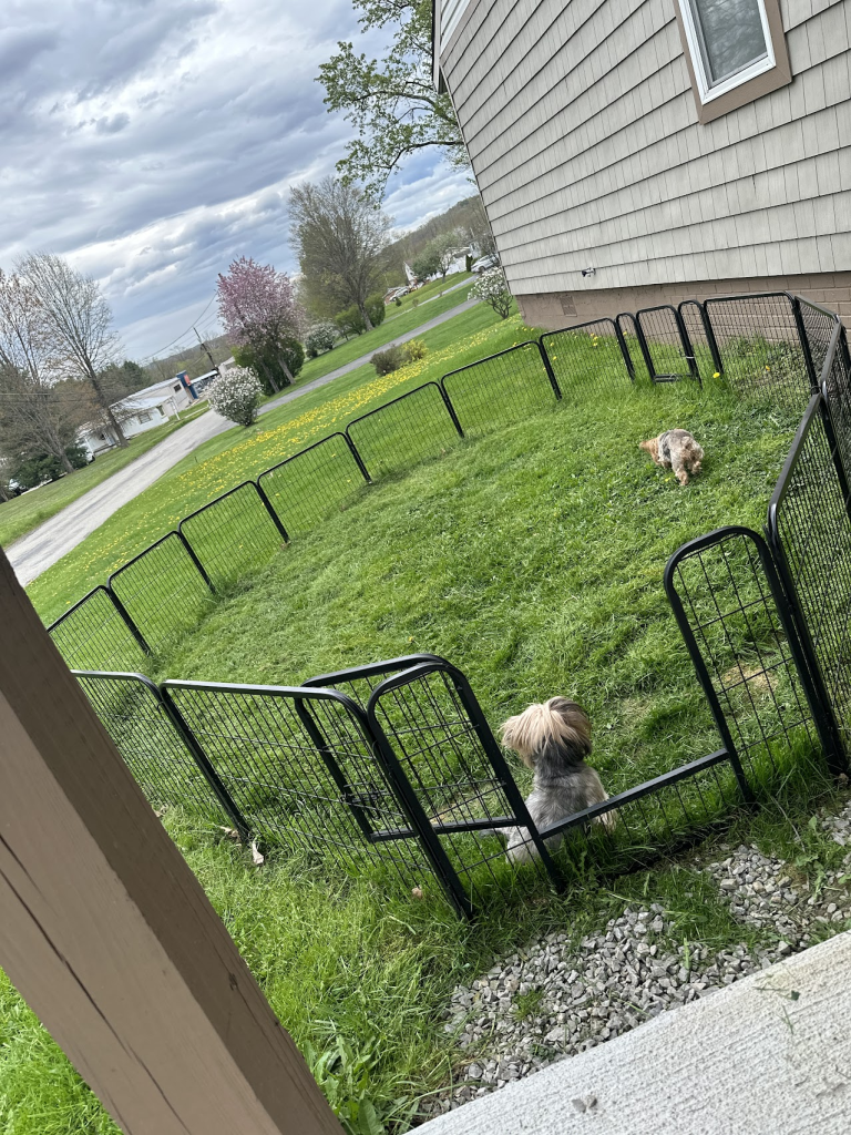 best dog fence for yorkies