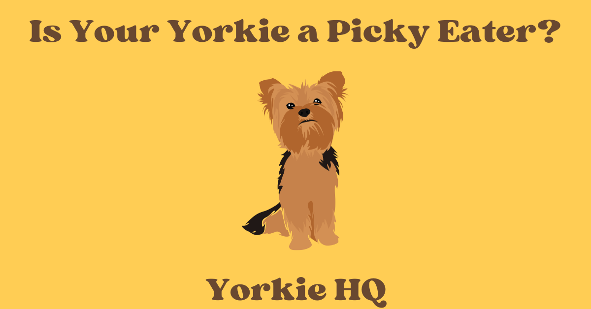 is your yorkie a picky eater