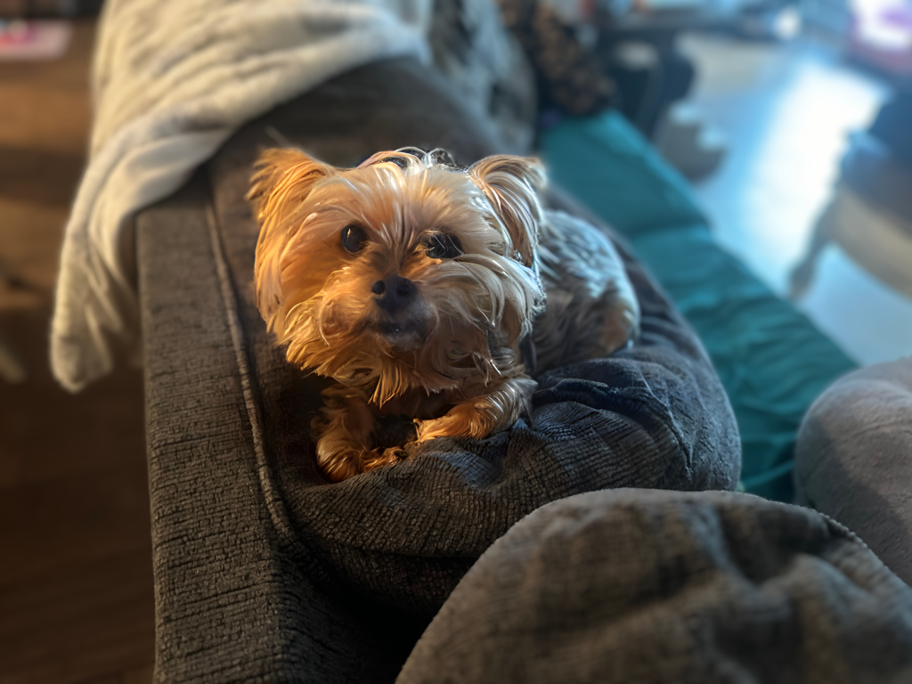 peaches the yorkie