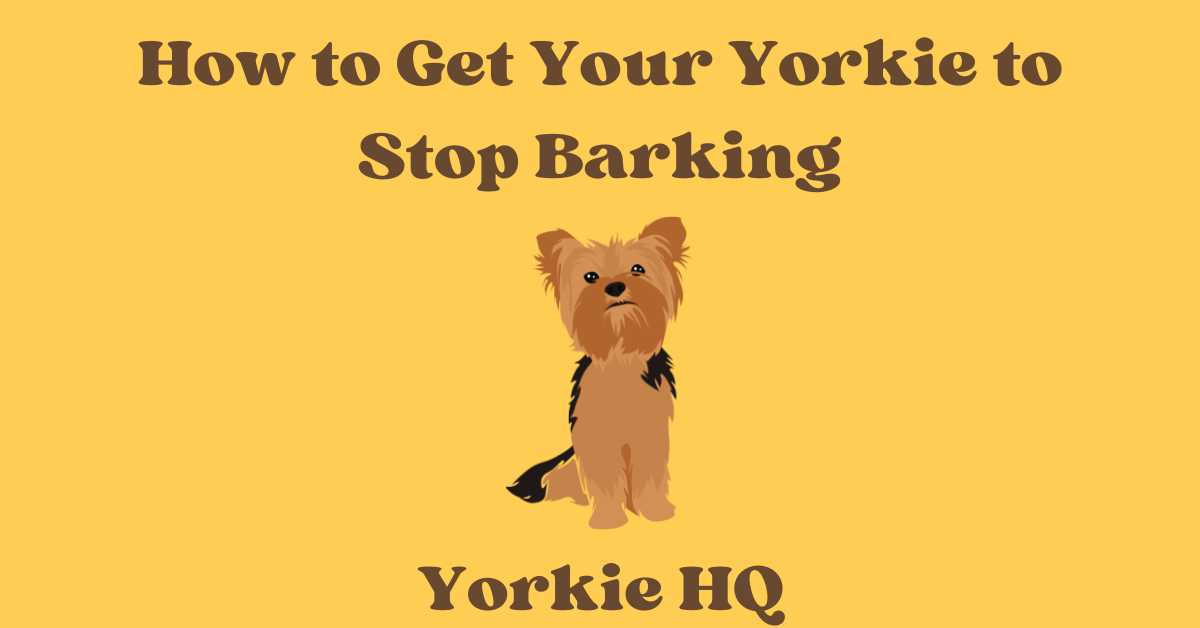 How to Get Your Yorkie to Stop Barking