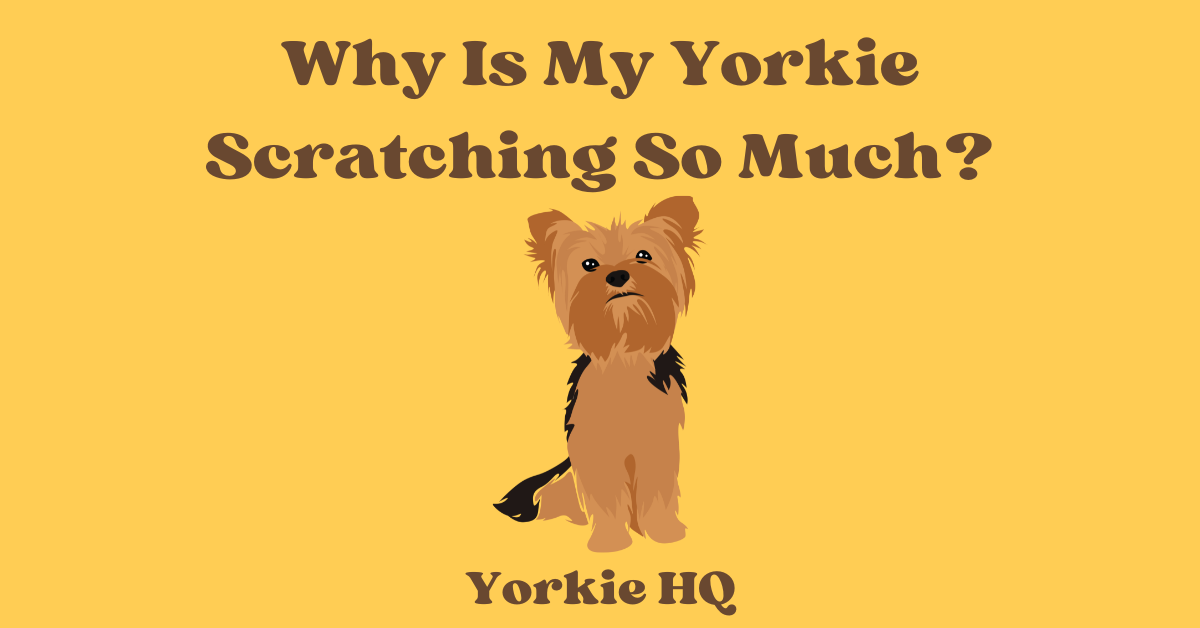 Why Is My Yorkie Scratching So Much