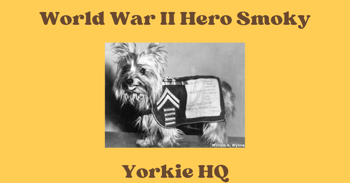 World War II Hero Smoky