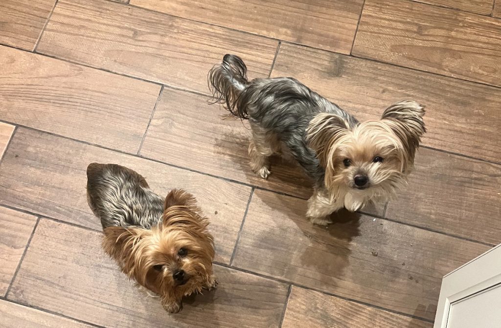 peaches and mila ready for treats