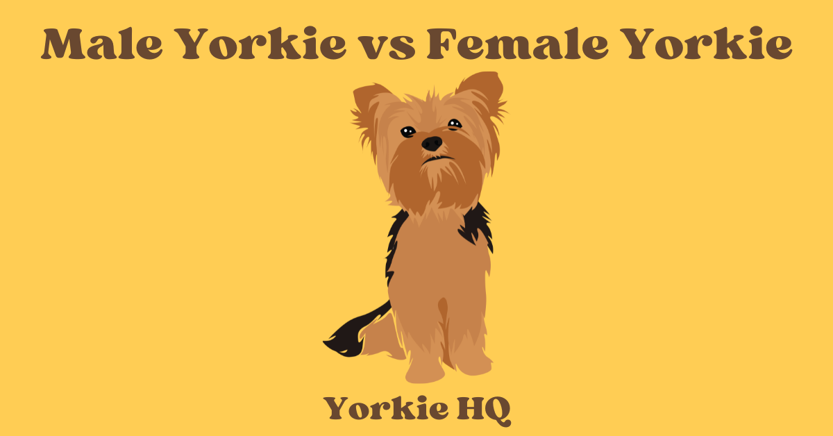 Male Yorkie vs Female Yorkie