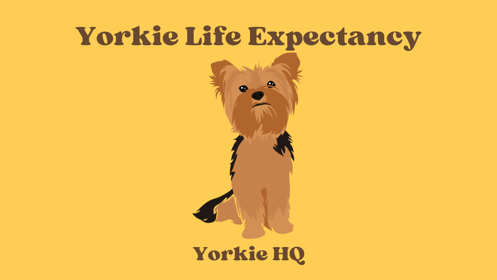 Yorkie Life Expectancy