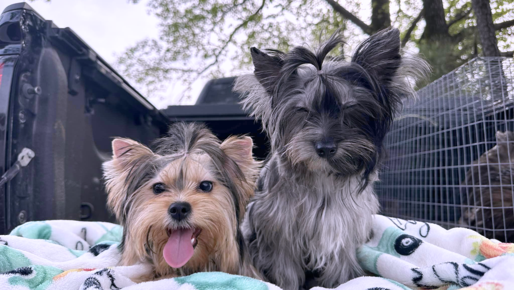 blue merle yorkie