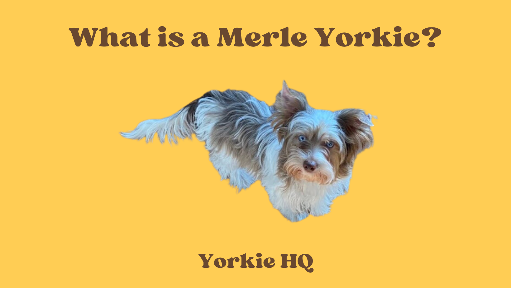 what is a merle yorkie