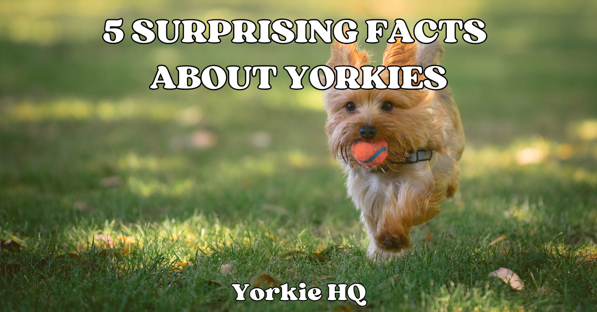 5 surprising facts about yorkies