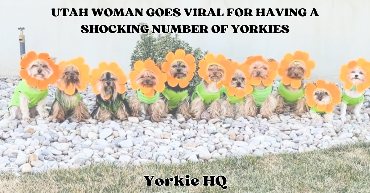 UTAH WOMAN SHOCKING NUMBER OF YORKIES