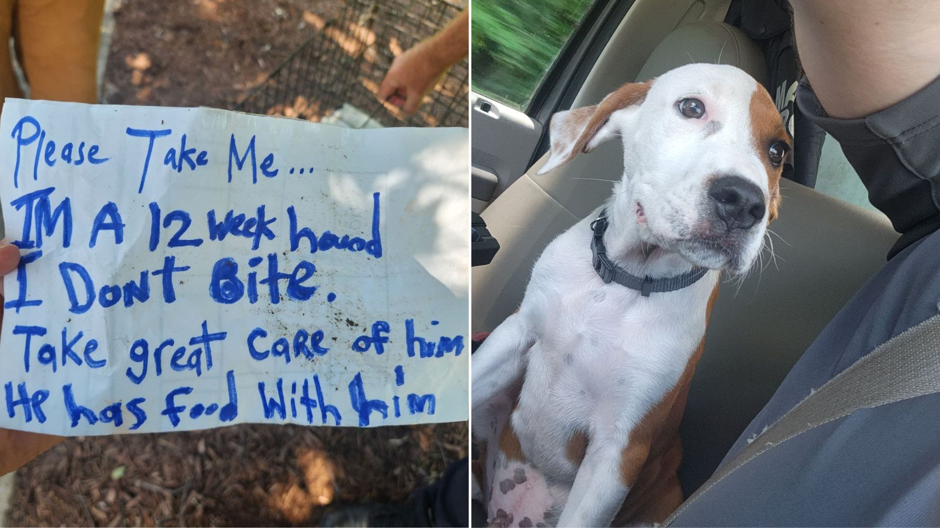 dog note and crate