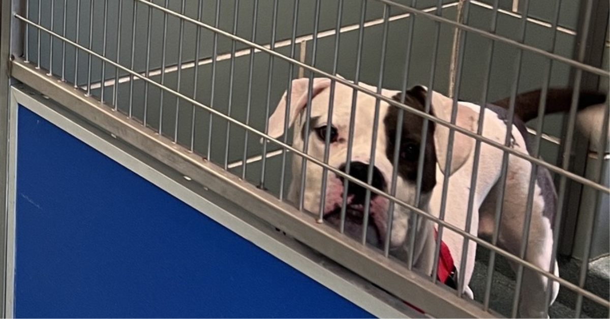 elvis shelter dog