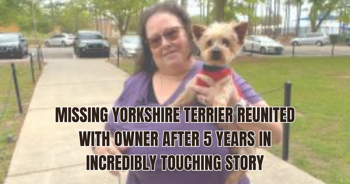 missing yorkshire terrier