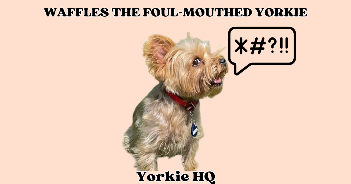 waffles the foul-mouthed yorkie